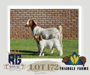 WITHDRAWN - 1X BOERGOAT PREGNANT DOE TRIANGLE BOERBOK STOET