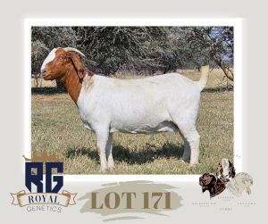 1X BOERGOAT PREGNANT FLOCK DOE MAIZE VALLEY BOERGOATS & SAVANNA STUD