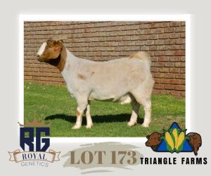 1X BOERGOAT PREGNANT FLOCK DOE TRIANGLE BOERBOK STOET