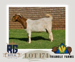 1X BOERGOAT PREGNANT FLOCK DOE TRIANGLE BOERBOK STOET