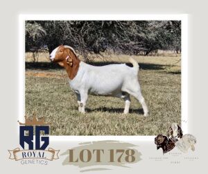 1X BOERGOAT PREGNANT FLOCK DOE MAIZE VALLEY BOERGOATS & SAVANNA STUD