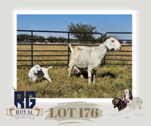 1X SAVANNA FLOCK DOE MAIZE VALLEY BOERGOATS & SAVANNA STUD