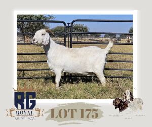 1X SAVANNA PREGNANT FLOCK DOE MAIZE VALLEY BOERGOATS & SAVANNA STUD