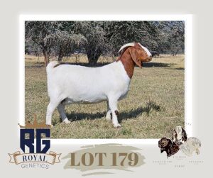 1X BOERGOAT PREGNANT FLOCK DOE MAIZE VALLEY BOERGOATS & SAVANNA STUD