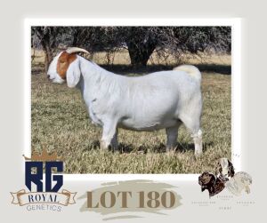 1X BOERGOAT PREGNANT FLOCK DOE MAIZE VALLEY BOERGOATS & SAVANNA STUD