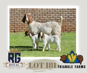 1+2X BOERGOAT FLOCK DOE TRIANGLE BOERBOK STOET