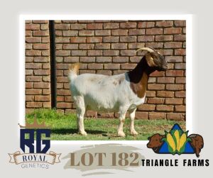 WITHDRAWN - 1X BOERGOAT PREGNANT DOE TRIANGLE BOERBOK STOET