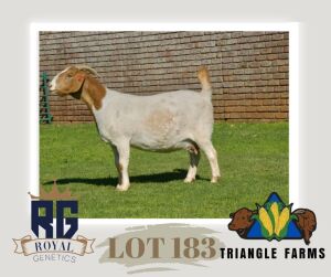 1X BOERGOAT PREGNANT FLOCK DOE TRIANGLE BOERBOK STOET