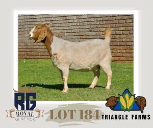 1X BOERGOAT PREGNANT FLOCK DOE TRIANGLE BOERBOK STOET