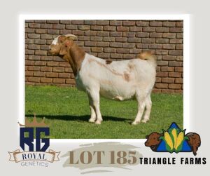 1X BOERGOAT PREGNANT FLOCK DOE TRIANGLE BOERBOK STOET