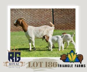 WITHDRAWN - 1+2X BOERGOAT DOE TRIANGLE BOERBOK STOET