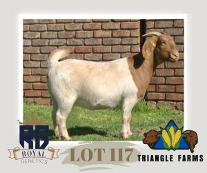 1X BOERGOAT PREGNANT FLOCK DOE TRIANGLE BOERBOK STOET