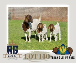 WITHDRAWN -1+2X BOERGOAT DOE TRIANGLE BOERBOK STOET