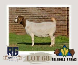 1X BOERGOAT PREGNANT STUD DOE TRIANGLE BOERBOK STOET