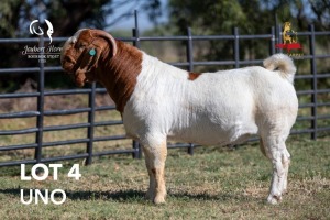 1X BOERGOAT "UNO" STUD 42-176 BUCK JOUBERT HORN BOERGOAT STUD