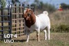 1X BOERGOAT "UNO" STUD 42-176 BUCK JOUBERT HORN BOERGOAT STUD - 2