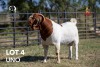 1X BOERGOAT "UNO" STUD 42-176 BUCK JOUBERT HORN BOERGOAT STUD - 3