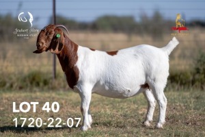 1X BOERGOAT PREGNANT FLOCK COLOR 42-213 DOE JOUBERT HORN BOERGOAT STUD