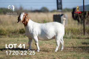 1X BOERGOAT STUD 42-169 DOE JOUBERT HORN BOERGOAT STUD