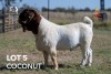 1X BOERGOAT "COCONUT" FLOCK 42-218 BUCK JOUBERT HORN BOERGOAT STUD