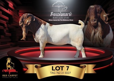 1X BOERGOAT STUD 39-400 BUCK BENCHMARK BOERBOKSTOET