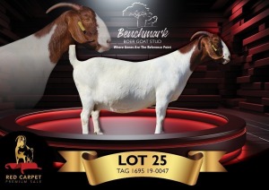 1X BOERGOAT PREGNANT FLOCK 39-411 DOE BENCHMARK BOERBOKSTOET