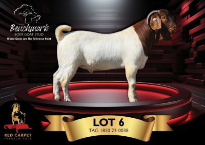 1X BOERGOAT FLOCK COLOR 39-222 BUCK BENCHMARK BOERBOKSTOET