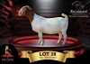 1X BOERGOAT STUD 39-386 DOE BENCHMARK BOERBOKSTOET