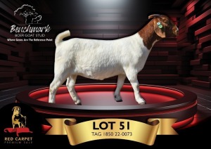 1X BOERGOAT FLOCK 48-174 DOE BENCHMARK BOERBOKSTOET