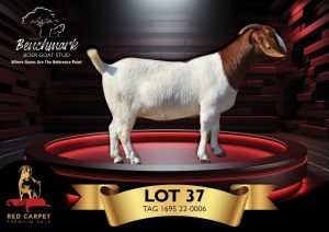 1X BOERGOAT STUD 48-195 DOE BENCHMARK BOERBOKSTOET