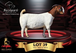 1X BOERGOAT PREGNANT STUD 48-189 DOE BENCHMARK BOERBOKSTOET