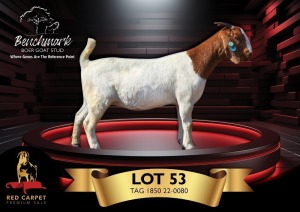 1X BOERGOAT STUD 48-190 DOE BENCHMARK BOERBOKSTOET