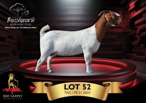 1X BOERGOAT PREGNANT STUD 39-389 DOE BENCHMARK BOERBOKSTOET