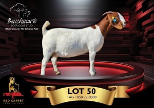 1X BOERGOAT PREGNANT STUD 48-039 DOE BENCHMARK BOERBOKSTOET