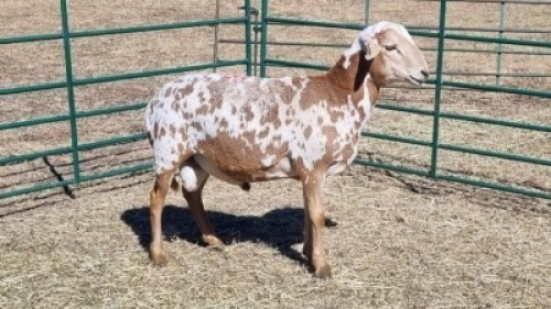 1X MEATMASTER MALE De-Mas Boerdery