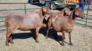 4X MEATMASTER FEMALE De-Mas Boerdery