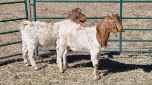 2X BOERBOK MALE & FEMALE Momo