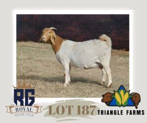 1X BOERGOAT PREGNANT FLOCK DOE TRIANGLE BOERBOK STOET