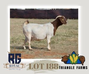 1X BOERGOAT PREGNANT FLOCK DOE TRIANGLE BOERBOK STOET