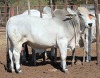 1X GREY BRAHMAN BULL LETSOMO BRAHMANS STUD