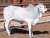 1X GREY BRAHMAN BULL LETSOMO BRAHMANS STUD