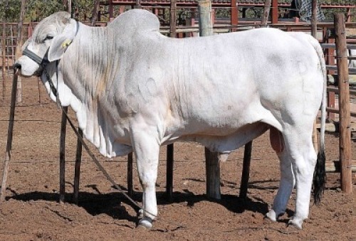 1X GREY BRAHMAN BULL LETSOMO BRAHMANS STUD