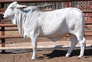 1X GREY BRAHMAN COW LETSOMO BRAHMANS STUD