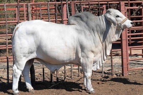 1X GREY BRAHMAN BULL LETSOMO BRAHMANS STUD