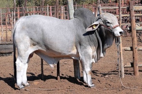 1X GREY BRAHMAN BULL LETSOMO BRAHMANS STUD