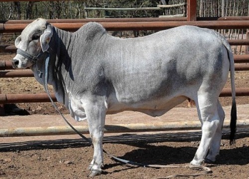 1X GREY BRAHMAN COW LETSOMO BRAHMANS STUD