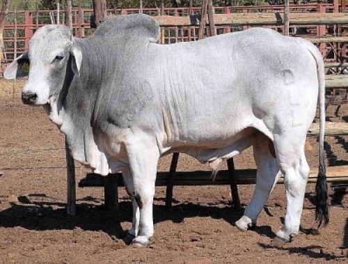1X GREY BRAHMAN BULL LETSOMO BRAHMANS STUD