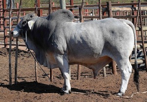 1X GREY BRAHMAN BULL LETSOMO BRAHMANS STUD