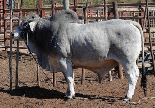 1X GREY BRAHMAN BULL LETSOMO BRAHMANS STUD