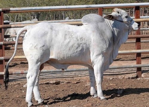 1X GREY BRAHMAN BULL LETSOMO BRAHMANS STUD